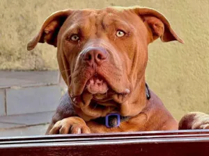 Cachorro raça Pit-Bull idade 7 a 11 meses nome Noah