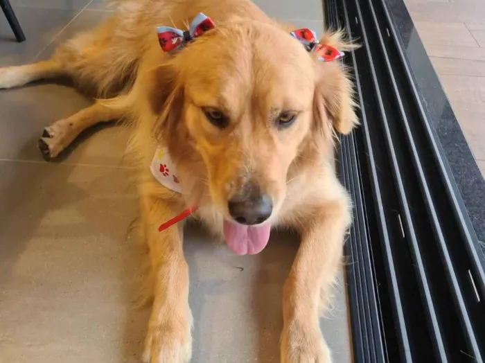 Cachorro ra a Labrador idade 5 anos nome Maggie