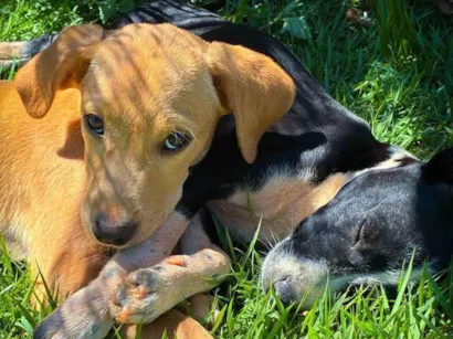 Cachorro raça SRD-ViraLata idade 2 a 6 meses nome Caramelo