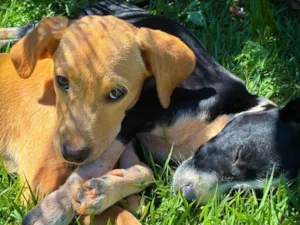 Cachorro ra a SRD-ViraLata idade 2 a 6 meses nome Caramelo