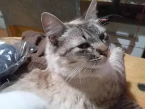 Gato raça Siamês idade 1 ano nome Gatão 