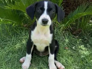 Cachorro raça SRD-ViraLata idade 2 a 6 meses nome Prestigio