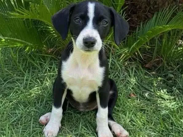 Cachorro ra a SRD-ViraLata idade 2 a 6 meses nome Prestigio