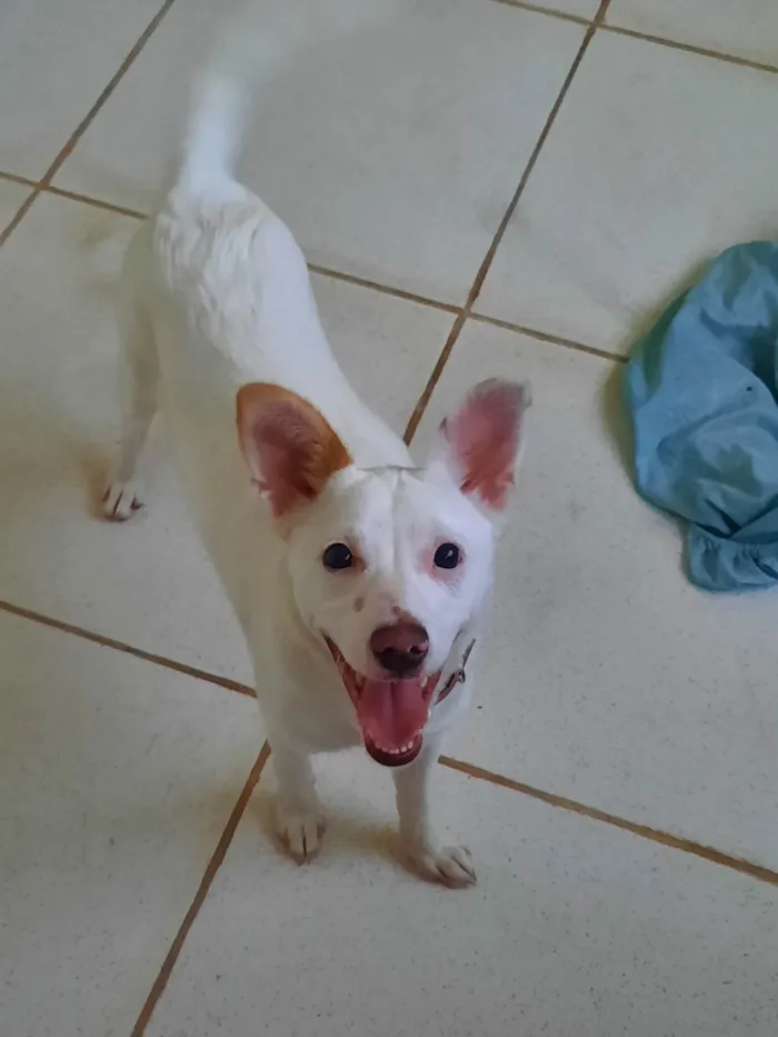 Cachorro ra a SRD-ViraLata idade 7 a 11 meses nome Bolinha.