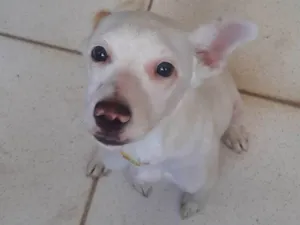 Cachorro raça SRD-ViraLata idade 7 a 11 meses nome Bolinha.