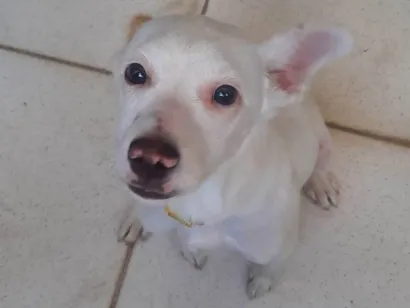 Cachorro raça SRD-ViraLata idade 7 a 11 meses nome Bolinha.