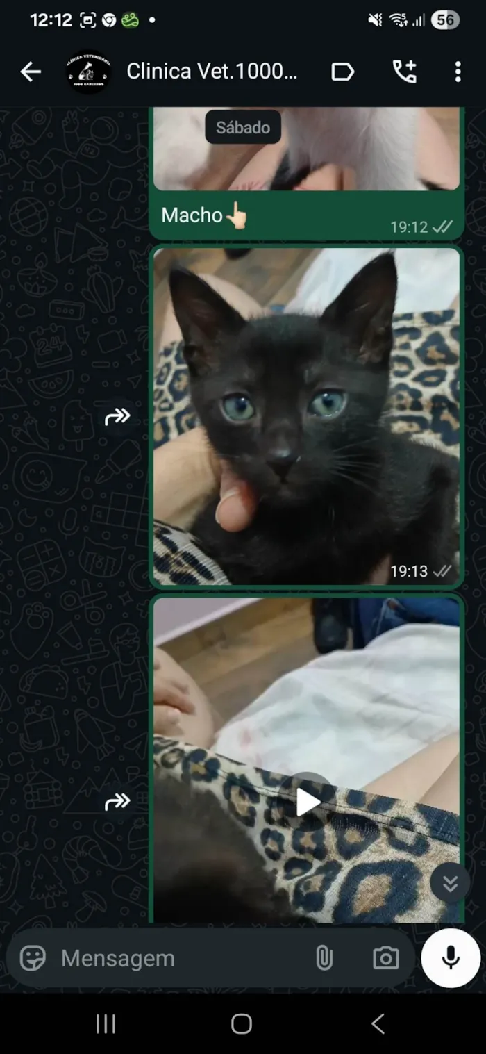 Gato ra a SRD-ViraLata idade Abaixo de 2 meses nome Salém