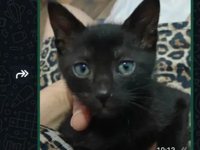 Gato raça SRD-ViraLata idade Abaixo de 2 meses nome Salém