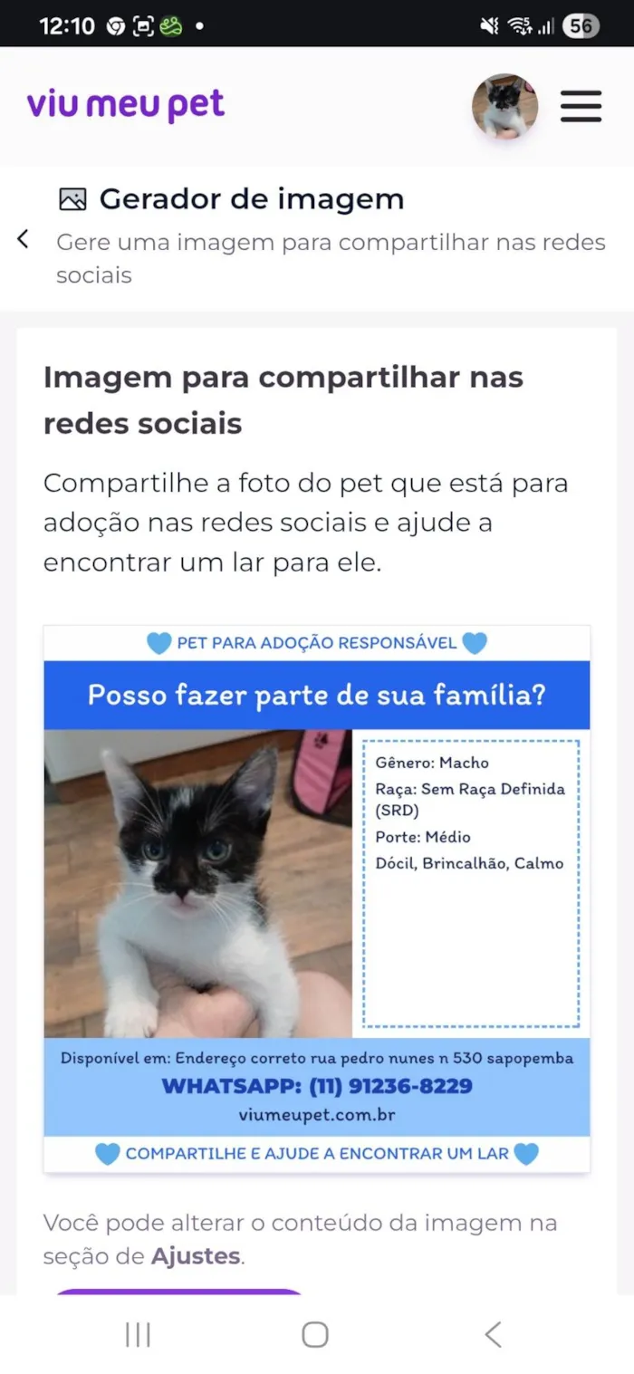Gato ra a SRD-ViraLata idade Abaixo de 2 meses nome Pintado