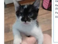 Gato raça SRD-ViraLata idade Abaixo de 2 meses nome Pintado