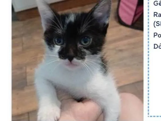 Gato ra a SRD-ViraLata idade Abaixo de 2 meses nome Pintado