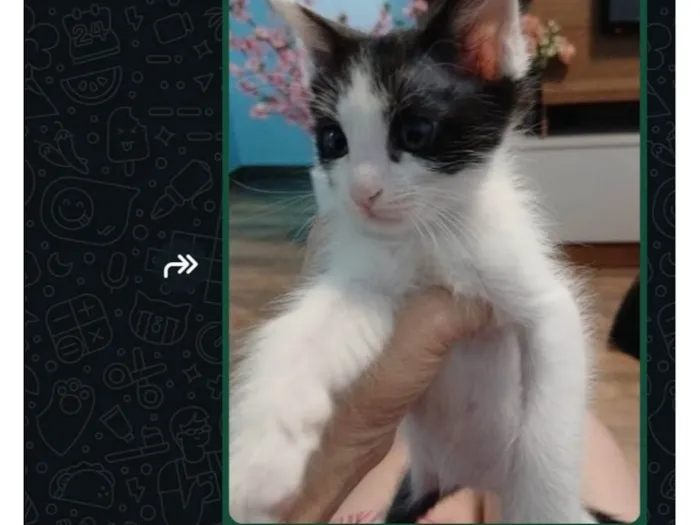 Gato raça SRD-ViraLata idade Abaixo de 2 meses nome Mel