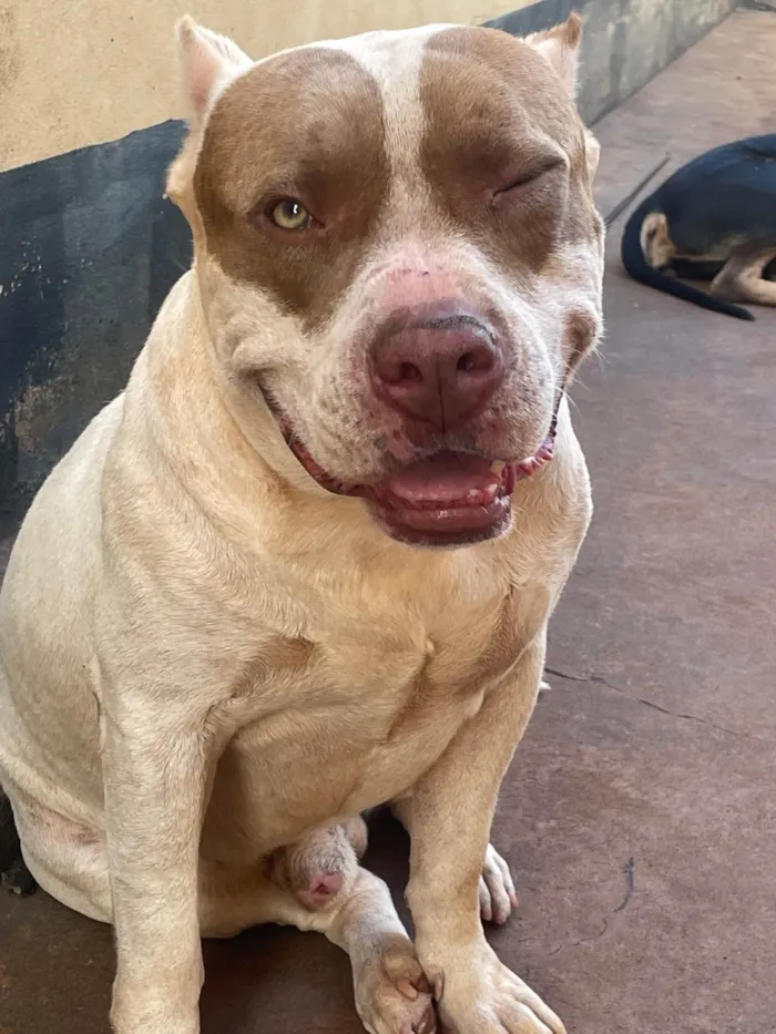 Cachorro ra a Pit-Bull idade 5 anos nome Ragnar