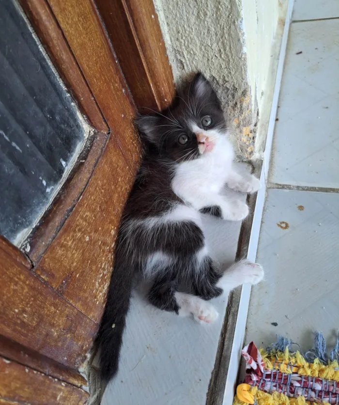 Gato raça SRD-ViraLata idade 2 a 6 meses nome Gatinha