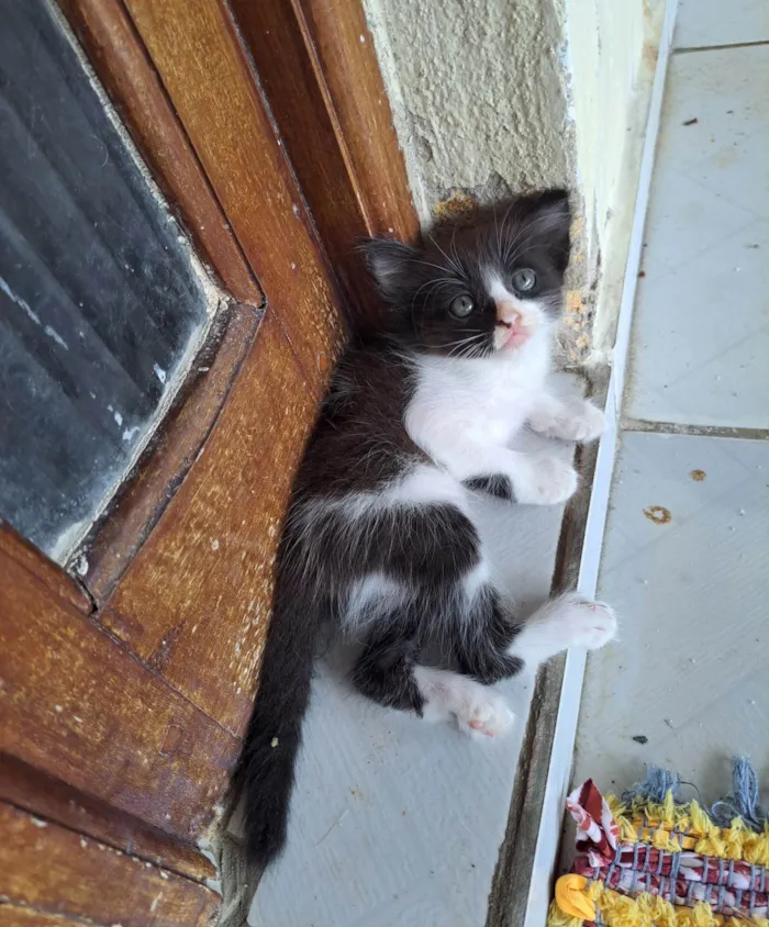 Gato raça SRD-ViraLata idade 2 a 6 meses nome Gatinha