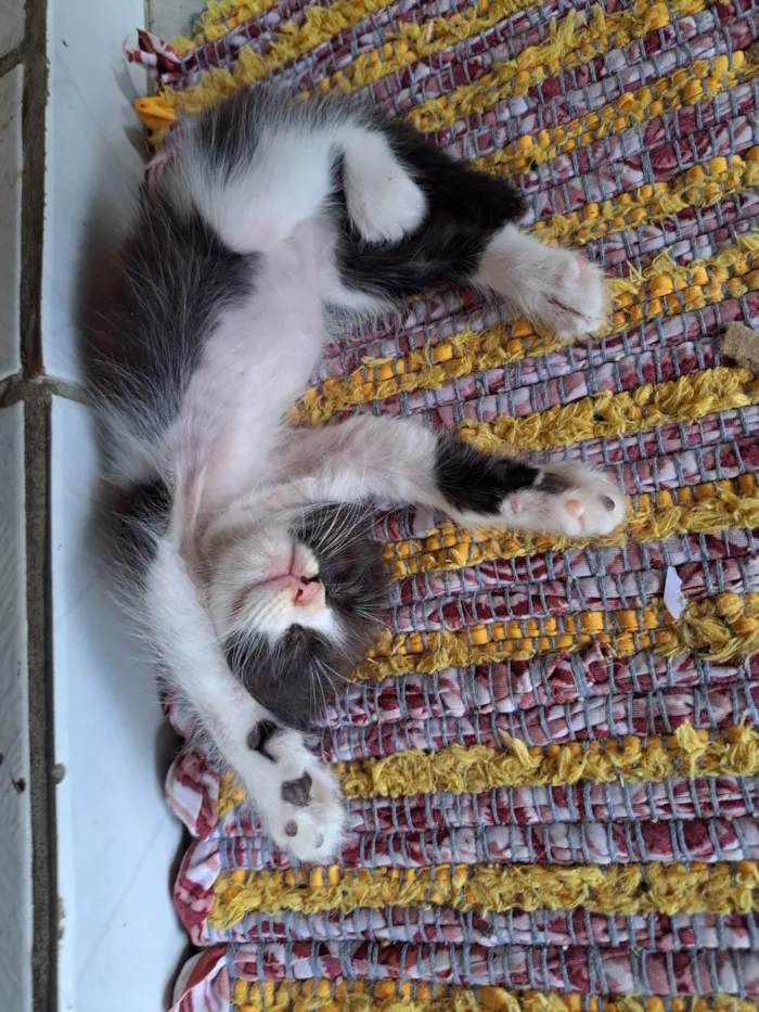 Gato raça SRD-ViraLata idade 2 a 6 meses nome Gatinha