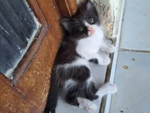 Gato raça SRD-ViraLata idade 2 a 6 meses nome Gatinha