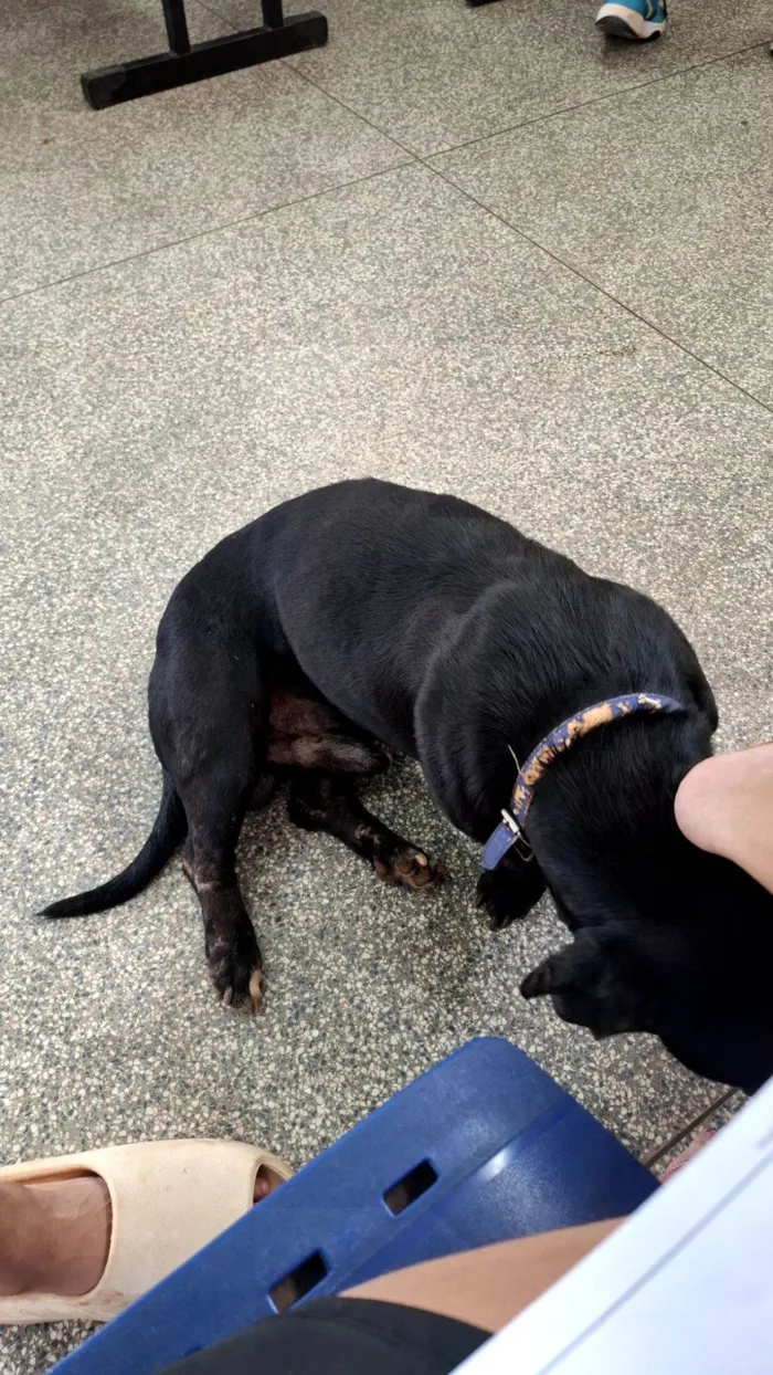 Cachorro raça SRD-ViraLata idade 6 ou mais anos nome Babu