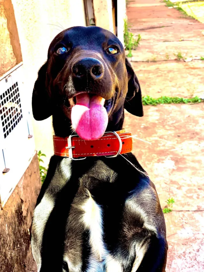 Cachorro raça SRD-ViraLata idade 6 ou mais anos nome Babu