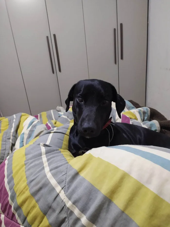 Cachorro raça SRD-ViraLata idade 6 ou mais anos nome Babu