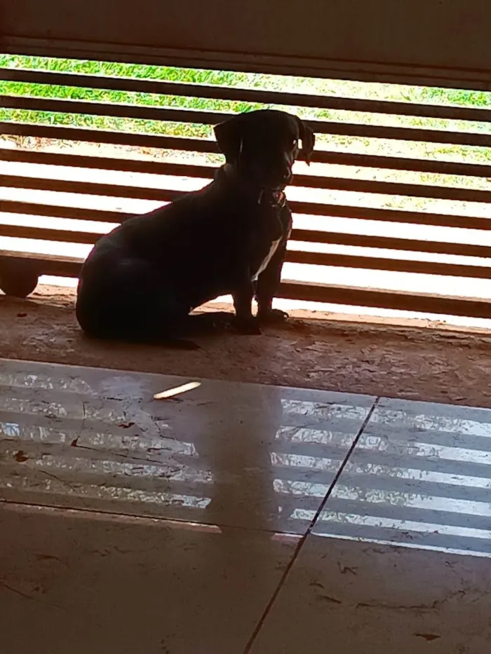 Cachorro raça SRD-ViraLata idade 6 ou mais anos nome Babu