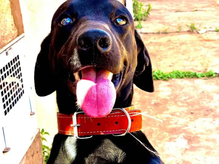 Cachorro raça SRD-ViraLata idade 6 ou mais anos nome Babu