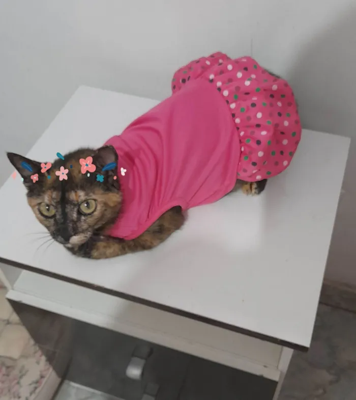 Gato raça Exótico idade 1 ano nome Filo