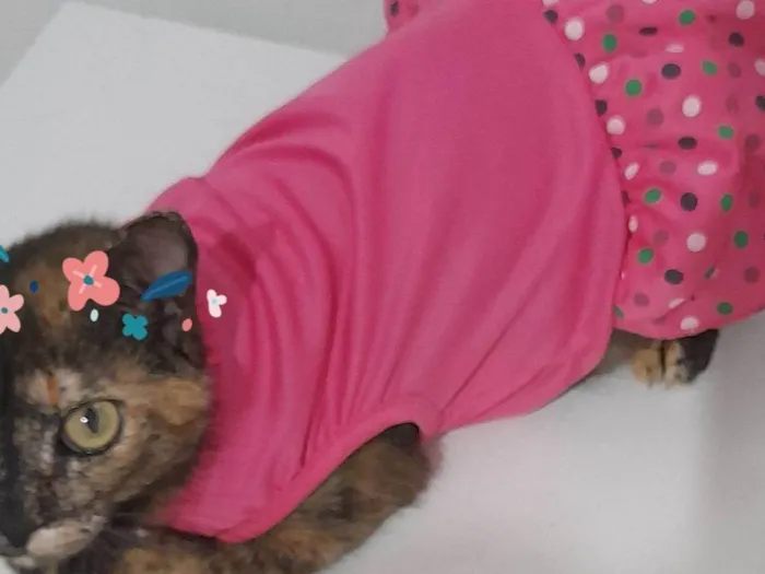 Gato raça Exótico idade 1 ano nome Filo