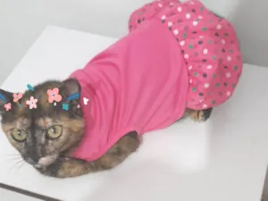 Gato raça Exótico idade 1 ano nome Filo