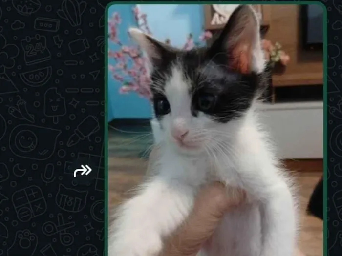 Gato raça SRD-ViraLata idade Abaixo de 2 meses nome Mel