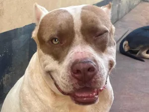 Cachorro raça Pit-Bull idade 5 anos nome Ragnar