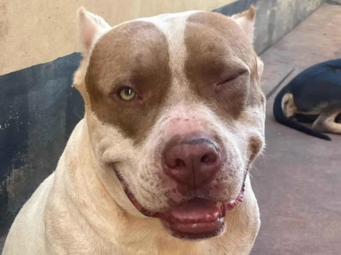 Cachorro ra a Pit-Bull idade 5 anos nome Ragnar