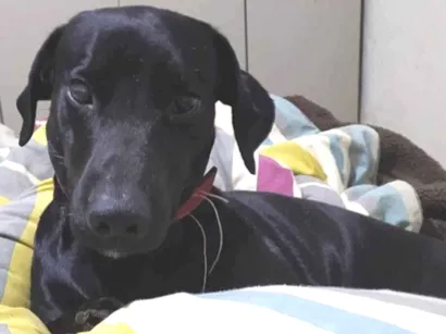 Cachorro raça SRD-ViraLata idade 6 ou mais anos nome Babu