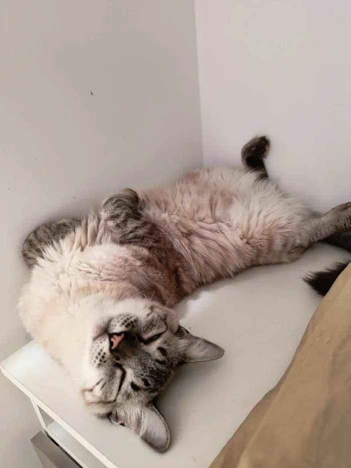 Gato ra a SRD-ViraLata idade 1 ano nome Juca