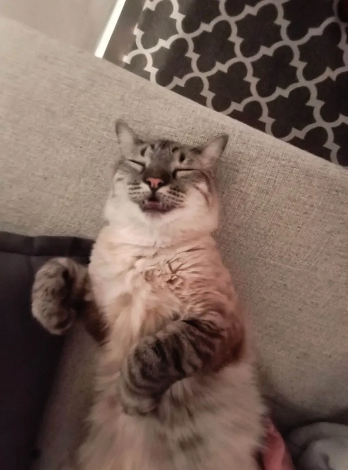 Gato ra a SRD-ViraLata idade 1 ano nome Juca