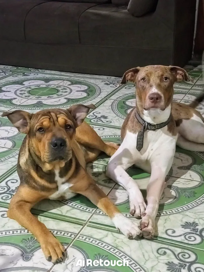 Cachorro ra a Pit-Bull idade 1 ano nome Pandora.