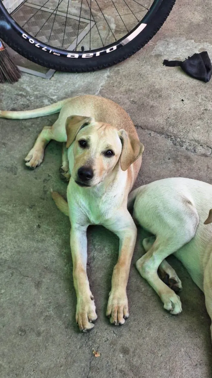 Cachorro ra a SRD-ViraLata idade 2 a 6 meses nome SOL