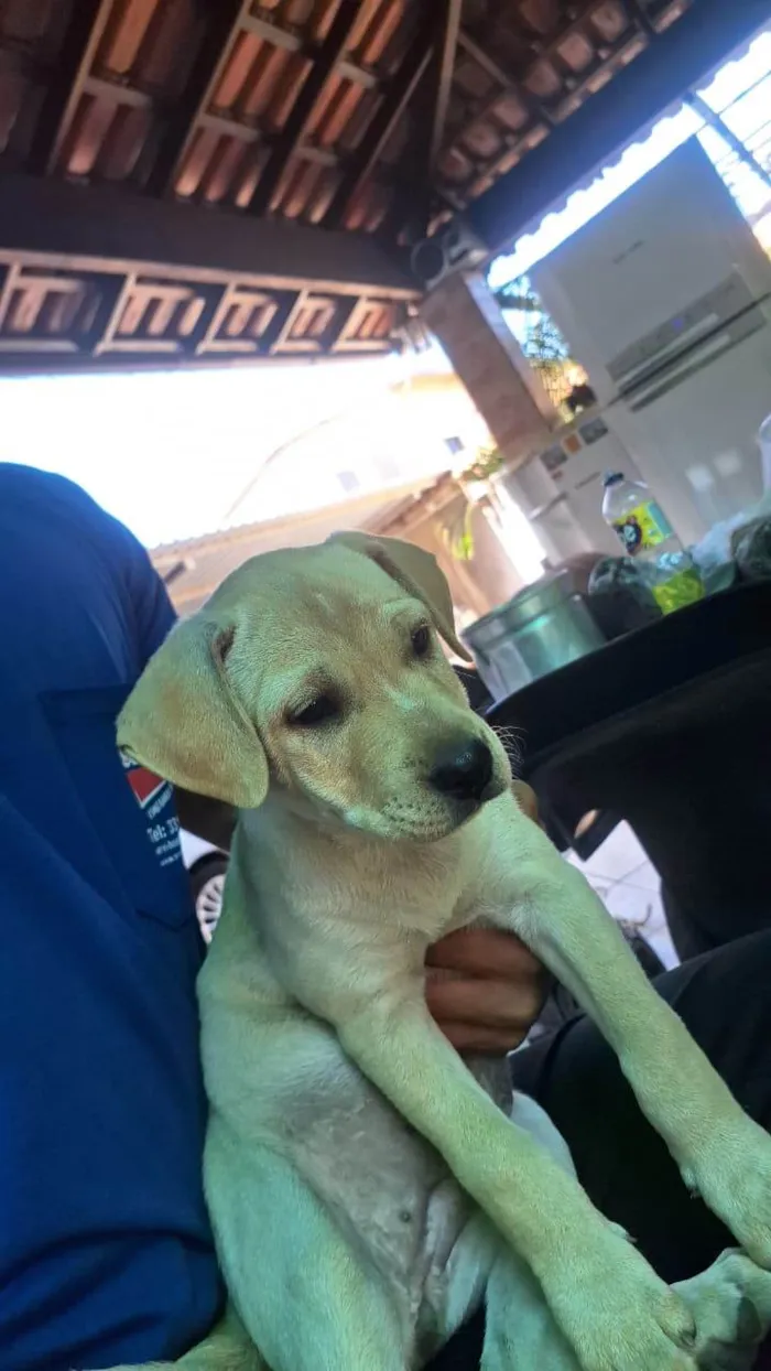 Cachorro ra a SRD-ViraLata idade 2 a 6 meses nome SOL