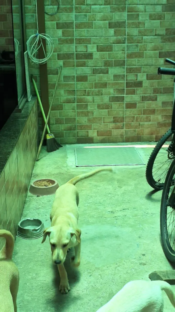 Cachorro ra a SRD-ViraLata idade 2 a 6 meses nome SOL