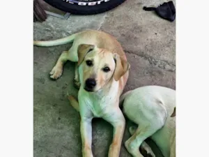 Cachorro ra a SRD-ViraLata idade 2 a 6 meses nome SOL