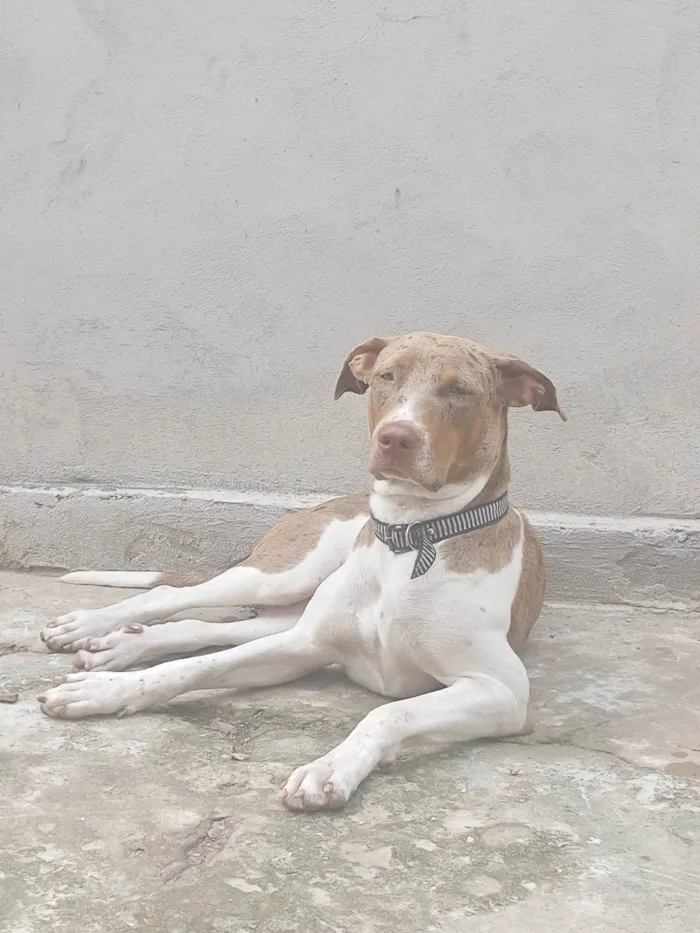 Cachorro ra a Pit-Bull idade 1 ano nome Pandora.