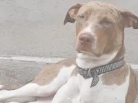 Cachorro raça Pit-Bull idade 1 ano nome Pandora.