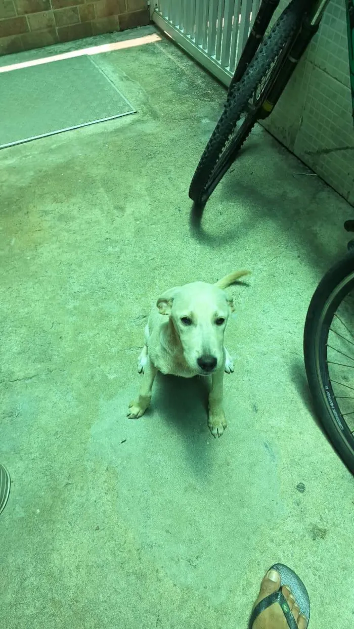 Cachorro ra a SRD-ViraLata idade 2 a 6 meses nome PRINCESA