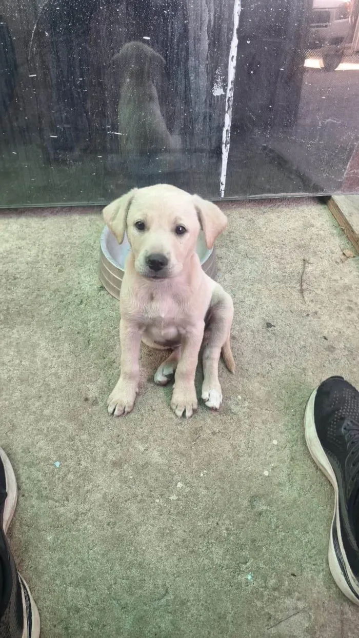 Cachorro ra a SRD-ViraLata idade 2 a 6 meses nome PRINCESA