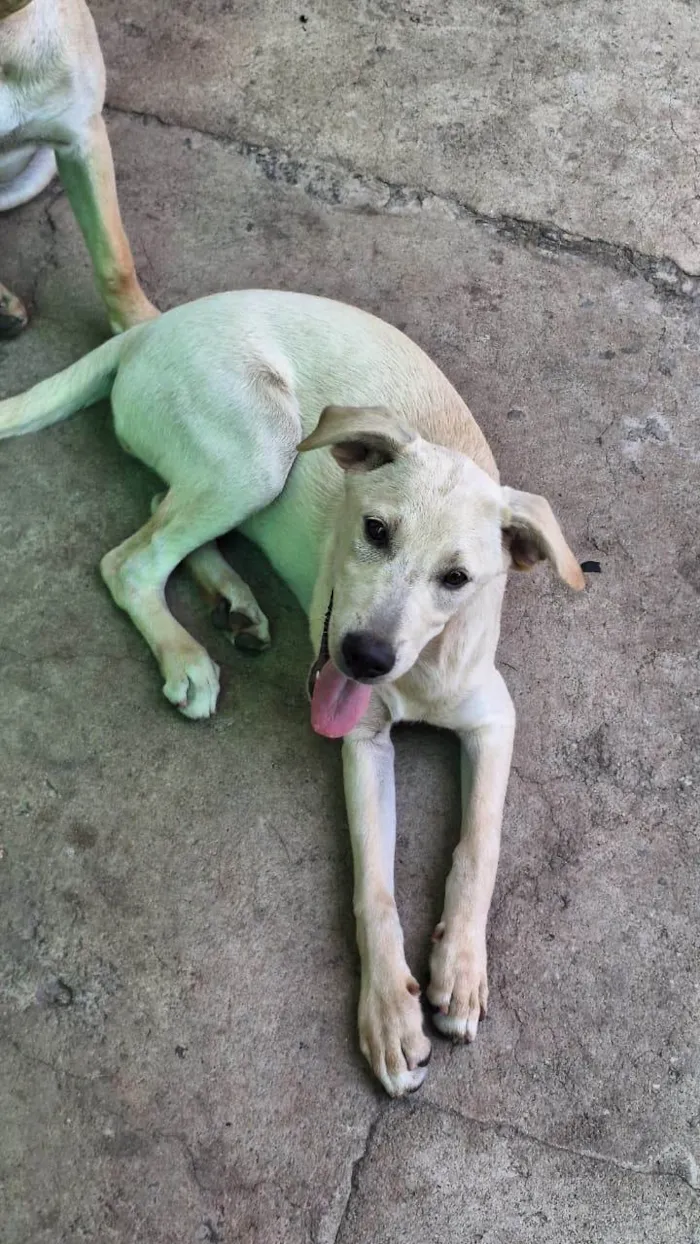 Cachorro ra a SRD-ViraLata idade 2 a 6 meses nome PRINCESA