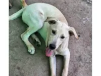 Cachorro raça SRD-ViraLata idade 2 a 6 meses nome PRINCESA