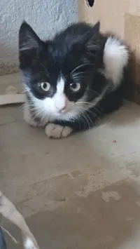 Gato raça Exótico idade Abaixo de 2 meses nome sem nomes 