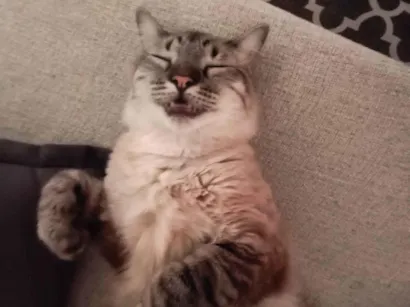 Gato raça SRD-ViraLata idade 1 ano nome Juca