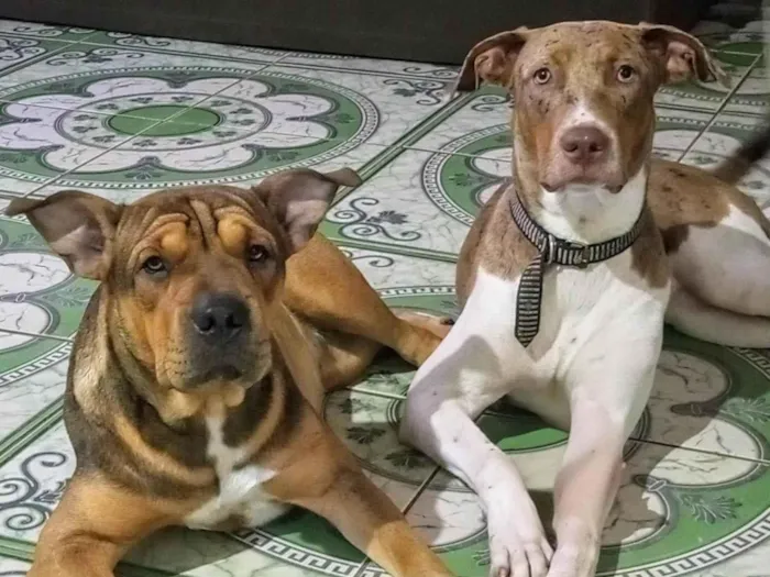 Cachorro ra a Pit-Bull idade 1 ano nome Pandora.