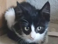 Gato raça Exótico idade Abaixo de 2 meses nome sem nomes 